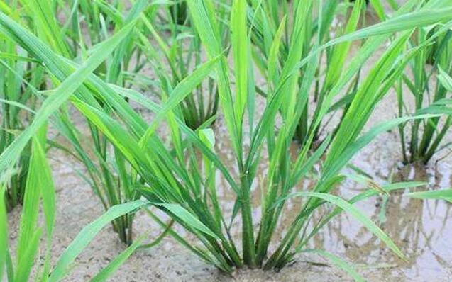 什么是水稻的有效分蘖与无效分蘖农技资讯江苏金土地种业有限公司